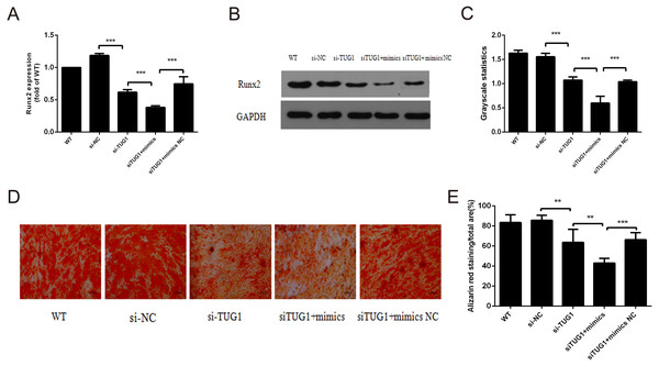 (A–E) TUG1 plays key role in regulation of miR-23b/Runx2 network of BMMSCs.