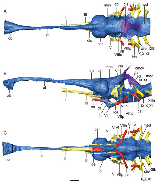 Reconstruction of endocranial neuroanatomy of Rhabdognathus aslerensis.