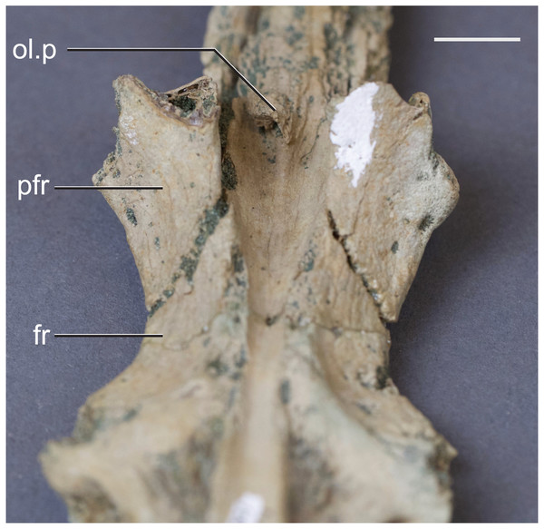 Frontal of Hyposaurus rogersii (NJSM 10861).