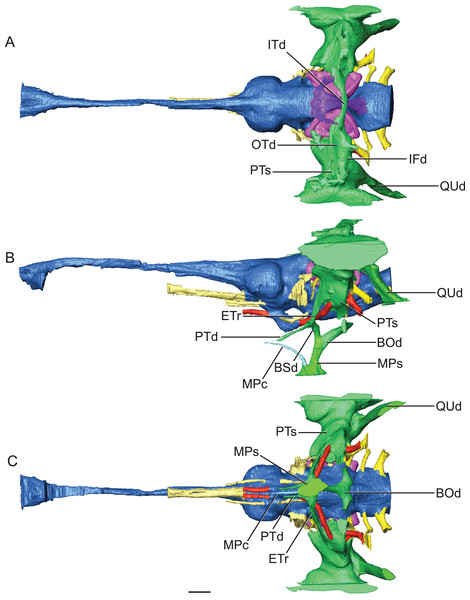Reconstruction of endocranial morphology and paratympanic system of Rhabdognathus aslerensis.