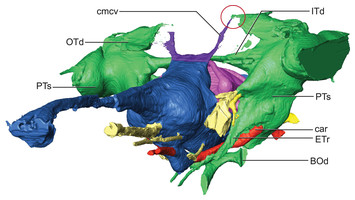 Braincase Anatomy Of The Paleocene Crocodyliform Rhabdognathus Revealed 