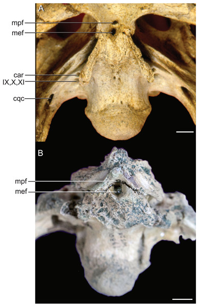 External bony foramina exposed on ventral braincase surface.