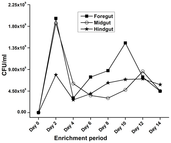 Progress of enrichment for lignocellulose degrading bacteria extracted from the gut regions of H. armigera.