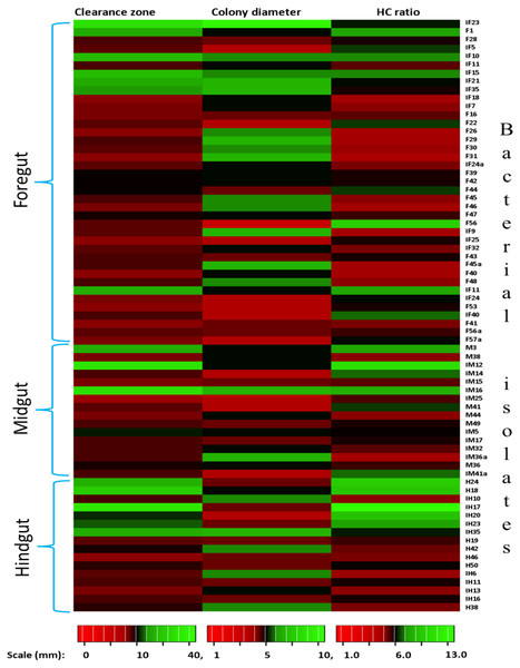 Heat map showing the Carboxymethyl cellulose degrading activity and hydrolytic capacity ratio of the enriched bacteria after isolation from different gut regions of H. armigera.