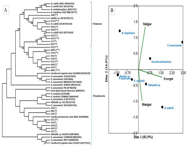 (A) Phylogenetic tree of potential cellulolytic bacteria isolated from the gut-systems of H. armigera. Bootstrap values are indicated at nodes. (B) PCA analysis of gut bacteria showing biplot of bacterial species and gut regions of cotton bollworm.