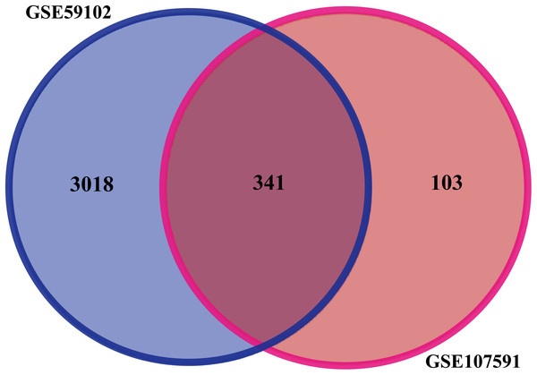 Identification of DEGs in gene expression profile datasets (GSE59102 and GSE107591).