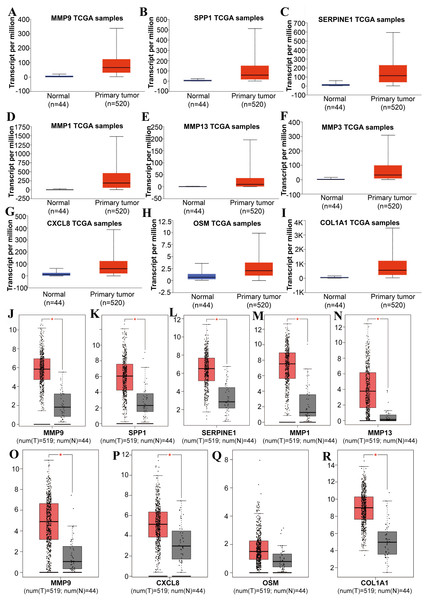 The expression level of hub genes between cancerous and noncancerous tissues according to the UALCAN and GEPIA databases.