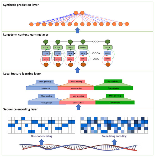 Architecture of the proposed PDBP-Fusion model.