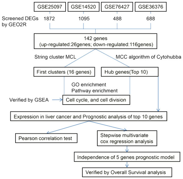 The flow chart showing our protocol for studying the mRNA prognostic characteristics of HCC.