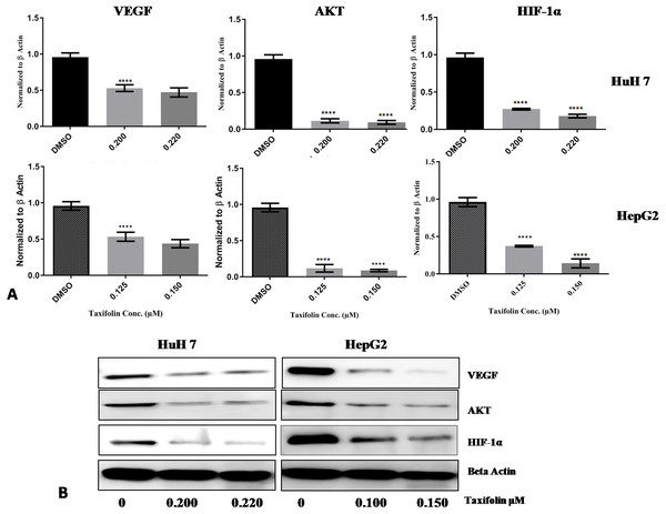 Taxifolin down regulates the mRNA and protein expression of VEGF, AKT and Hif1α.