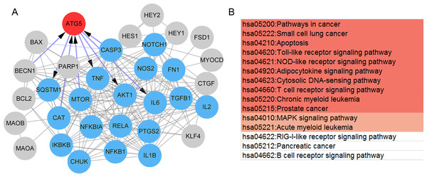 The protein-protein interaction (PPI) network and pathways of the paeonol-related genes.