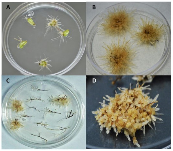 Agrobacterium rhizogenes 15834 strain mediated transformation of L. caulescens.