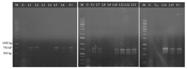 PCR amplification of rol B gene fragment.