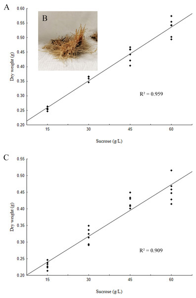 Effect of the variation of sucrose concentration in the MSB5 medium, on the accumulation of biomass of hairy root cultures.