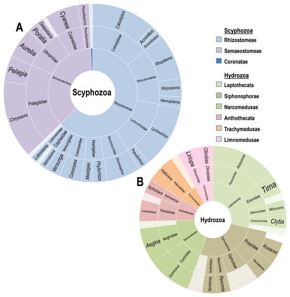 Diversity of Scyphozoa and Hydrozoa species.