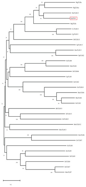 Phylogenetic tree of GpTLR13 built by neighbor-joining method based on the multiple sequence alignment. The reliability of the branching was tested by bootstrap resampling (1000 replicates).
