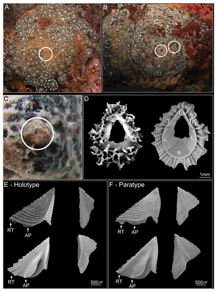 Photographs of Cantellius alveoporae sp. nov.