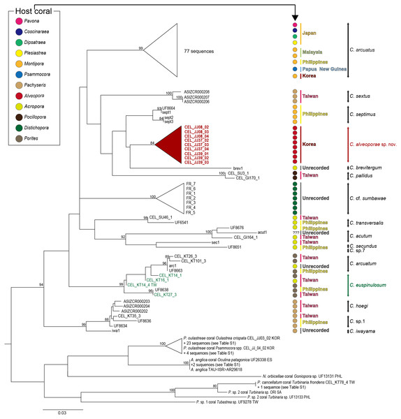 Phylogenetic tree (COI + 12S) for coral-associated barnacles based on maximum likelihood (ML) analysis of the two mitochondrial gene datasets.