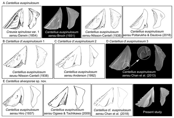 Scanning electron micrographs and revised drawings from previous published Illustrations.