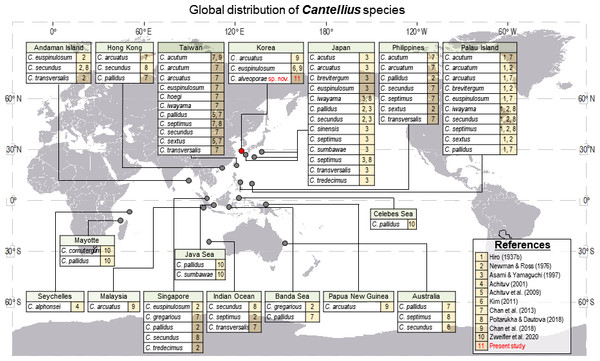 Global distribution of Cantellius species, with a total of 19 species reported including three species in Korea.