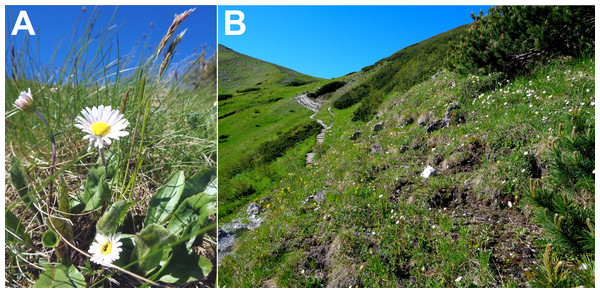 Bellidiastrum michelii plants (A) and the species habitat (B) with white flowering B. michelii plants in the subalpine belt at an elevation of 1,700 m a.s.l. in the Tatra Mountains.