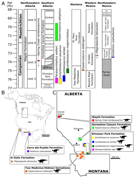 Biostratigraphy and palaeobiogeography of temporally and spatially proximate Lambeosaurinae from Alberta, Canada, Montana, USA and Mexico.