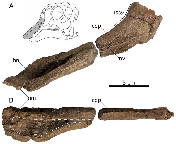 Left lambeosaurine premaxilla (UALVP 60537) from the Spring Creek Bonebed.