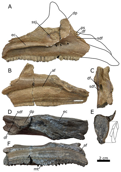 Right lambeosaurine maxilla (UALVP 59881b) from the Spring Creek Bonebed.