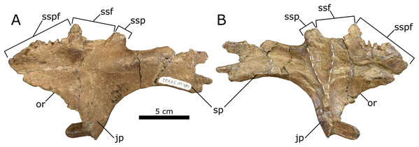 Left lambeosaurine postorbital (UALVP 59902) from the Spring Creek Bonebed.