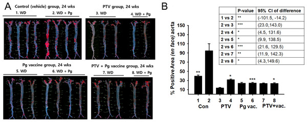 Anti-atherosclerosis effect of vaccination and PTV against P. gingivalis infection.