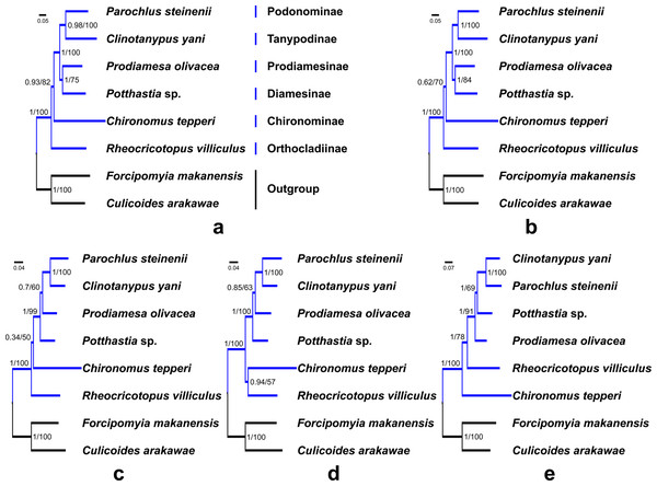 Phylogenetic relationships of six subfamilies within Chironomidae inferred from mitogenomes.
