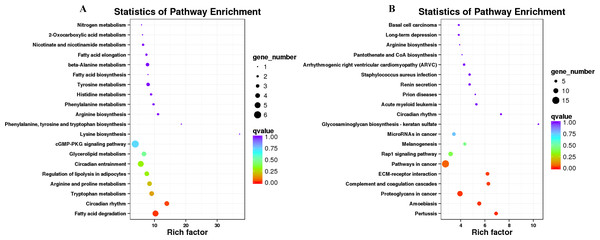 KEGG pathway enrichment of the differentially expressed genes (DEGs) of sheep’s dorsal longest muscle in different groups.