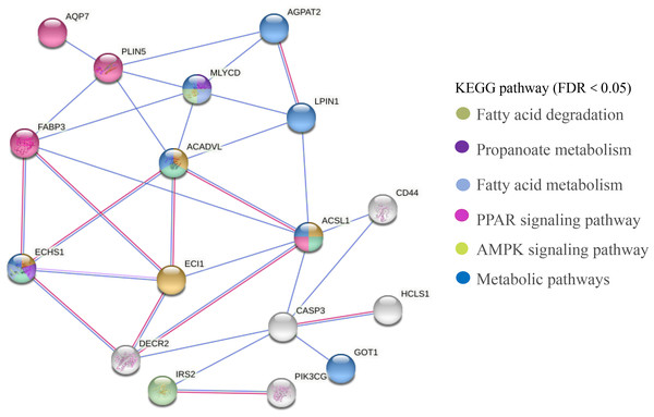 PPI network analysis of identified DEGs associated with fatty acids.