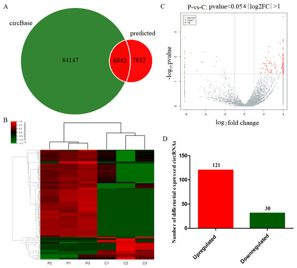 Identification of differentially expressed circRNAs from PE patients.