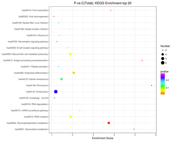 KEGG enrichment analysis of differentially expressed circRNAs using their parental transcripts.