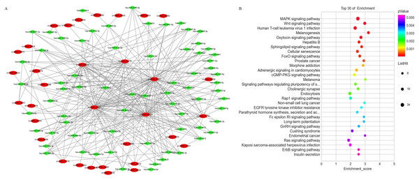 The co-expression network of circRNAs and miRNAs and the associated signaling pathways analysis with the targets of co-expressed miRNAs.