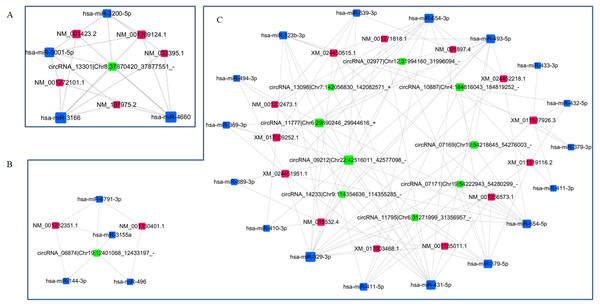 Re-construction of ceRNA networks with differentially expressed circRNAs, miRNAs and mRNAs.