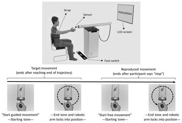 Experimental setup and trial flow of Dynamic Movement Reproduction task.