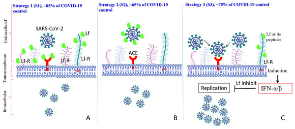 Schematic representation of how SARS-CoV-2 enters the target cells, where corresponding scenarios (AS1–CS3) are based on the in vitro studies and predication.