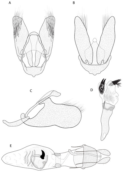 Male and female genitalia of Eois oya sp.nov. paratype.