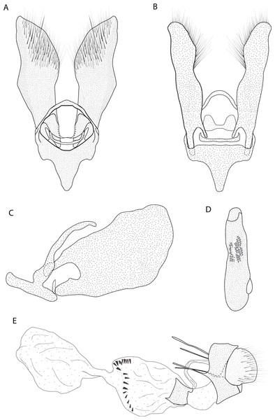 Male and female genitalia of Eois ewa sp.nov. paratype.