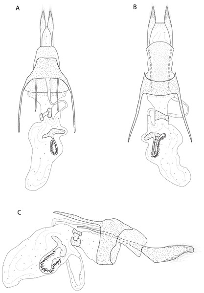 Female genitalia of Eois oxum sp.nov. holotype.