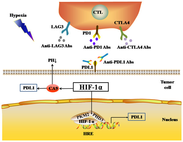 Activated HIF-1α regulates the expression levels of immune checkpoints.