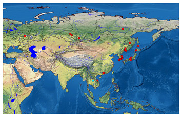 Bosminopsis deitersi (Crustacea: Cladocera) as an ancient species group ...