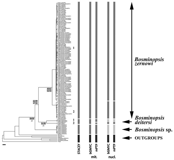 BI multi-locus tree based on the COI + 16S + 18S + 28S sequences, with a summary of results of the cybertaxonomic species delimitation by different methods.