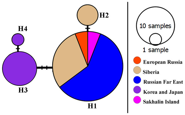 A haplotype 16S network for Bosminopsis zernowi.