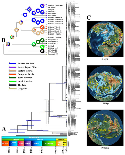 Biogeographic history of B. deitersi group.