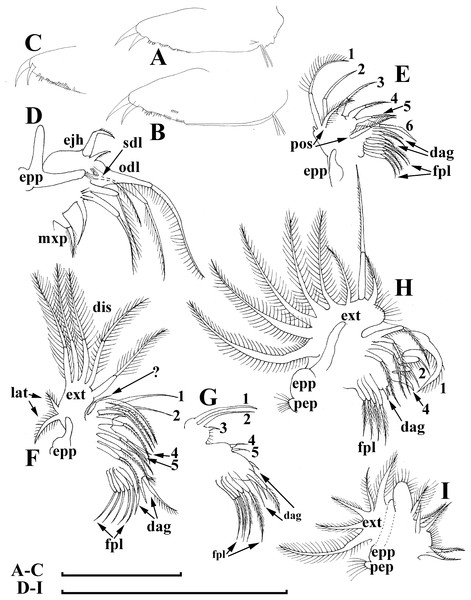 Bosminopsis deitersi (Crustacea: Cladocera) as an ancient species group ...