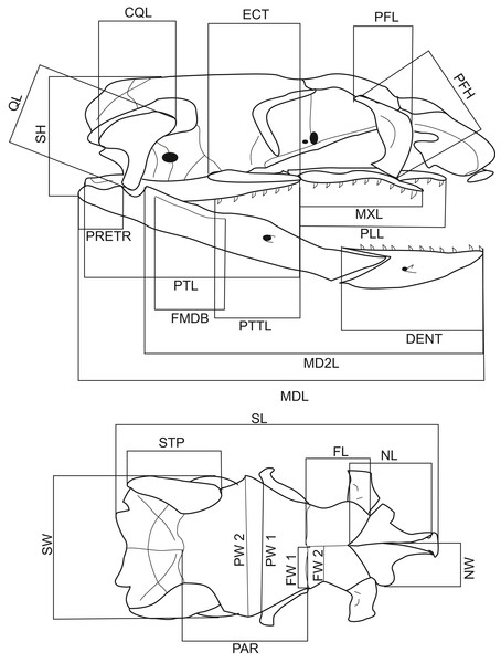 Lateral and dorsal views of a Aipysurus eydouxii skull.