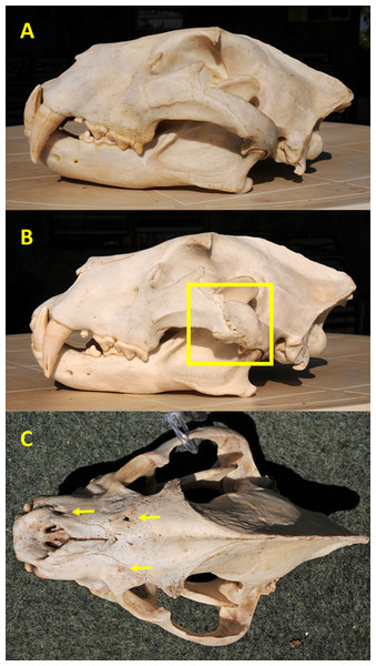 Examples of cranial injuries found in Zambia carnivores.